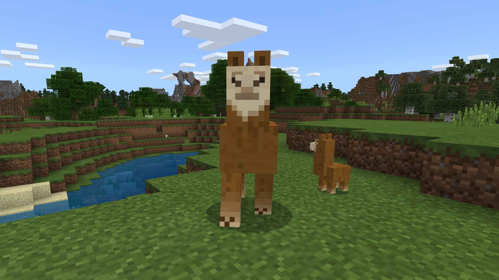 Minecraft What Llamas Eat to Breed With