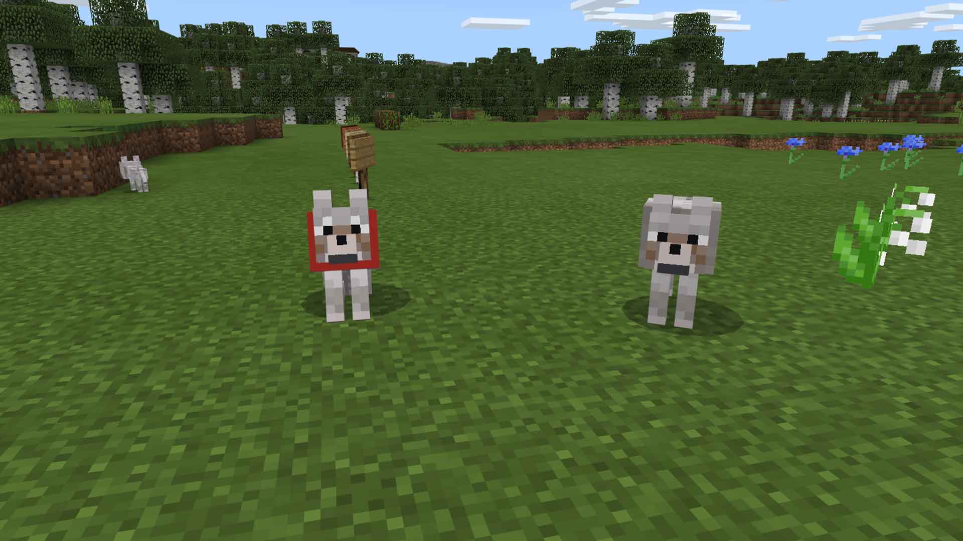 Minecraft How to Tame Wolves and Breed Them