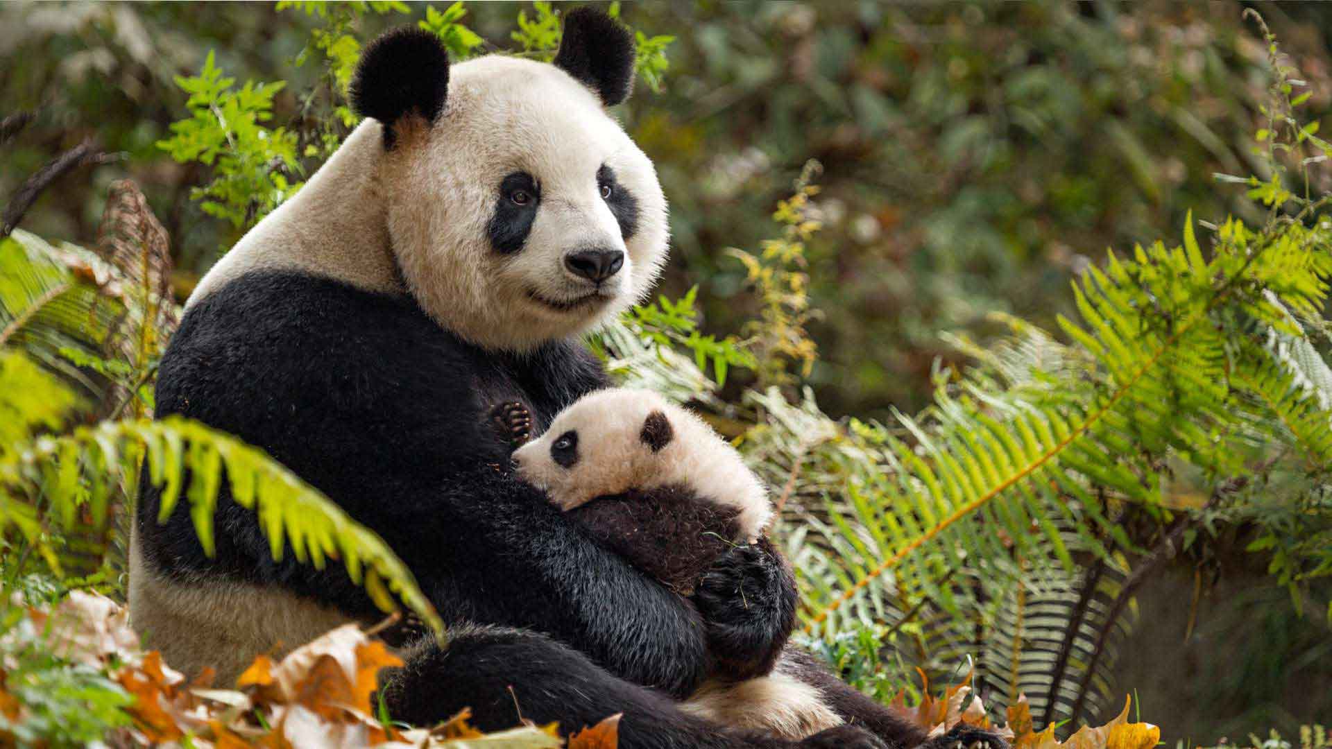Born in China Wallpaper Panda