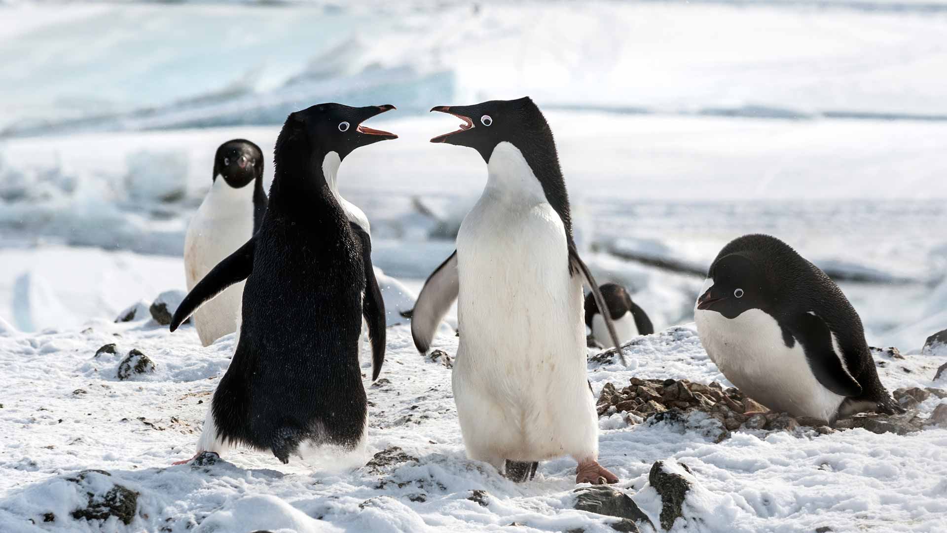 Penguins Wallpaper Teens